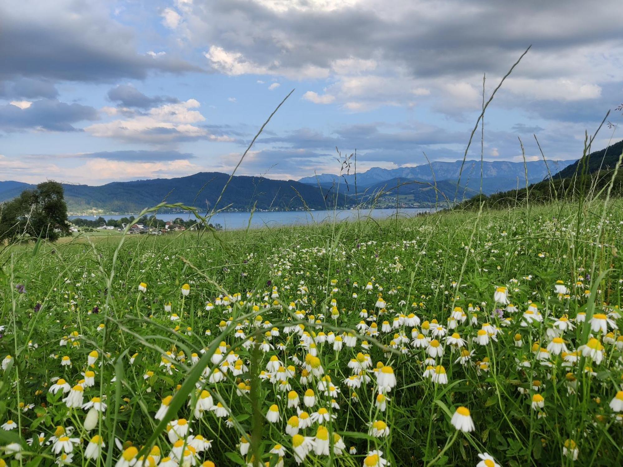 Pension Holzapfel Sankt Georgen im Attergau Extérieur photo