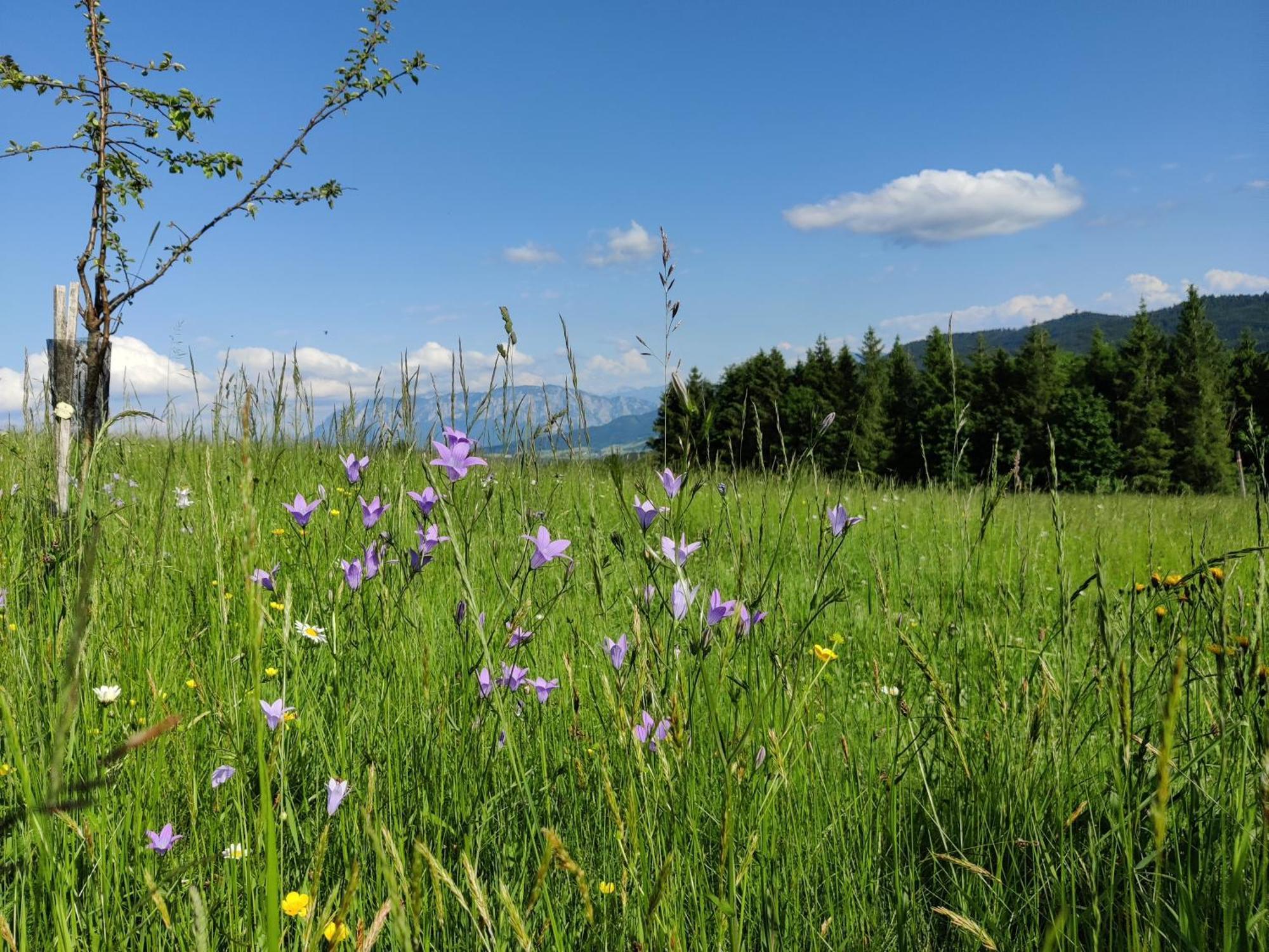 Pension Holzapfel Sankt Georgen im Attergau Extérieur photo